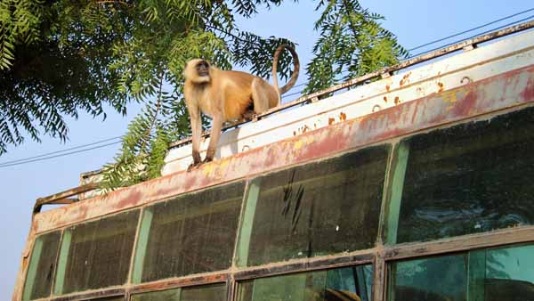 Monkey on bus // - // photo // 2019 // 2070 views