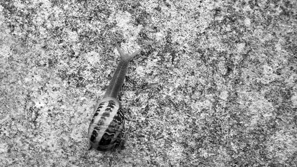 Breton wall #1 - Sneaky snail // 16:9 // photo // 2018 // 4558 views