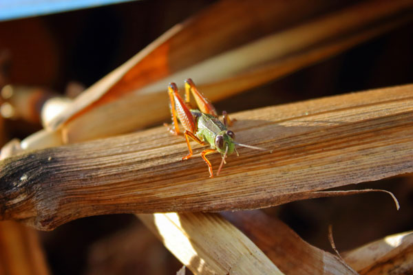 Corny grasshopper // 3:2 // photo // 2023 // 386 views