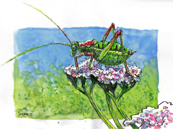 Fat grasshopper // 30 x 20 cm // watercolor and pen // 2022 // 591 views