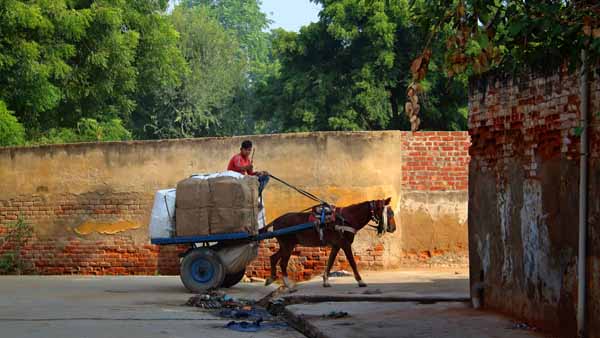 Horse cart courier // - // photo // 2019 // 3889 views