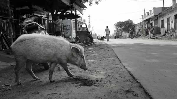 Swine #2 // - // photo // 2019 // 2560 views