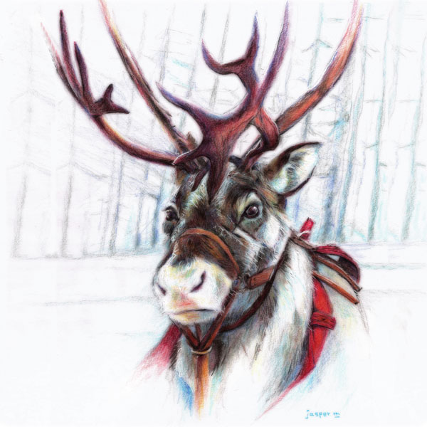 Reindeer has seen enough snow // 20 x 20 cm // colored pencil on paper // 2024 // 11 views
